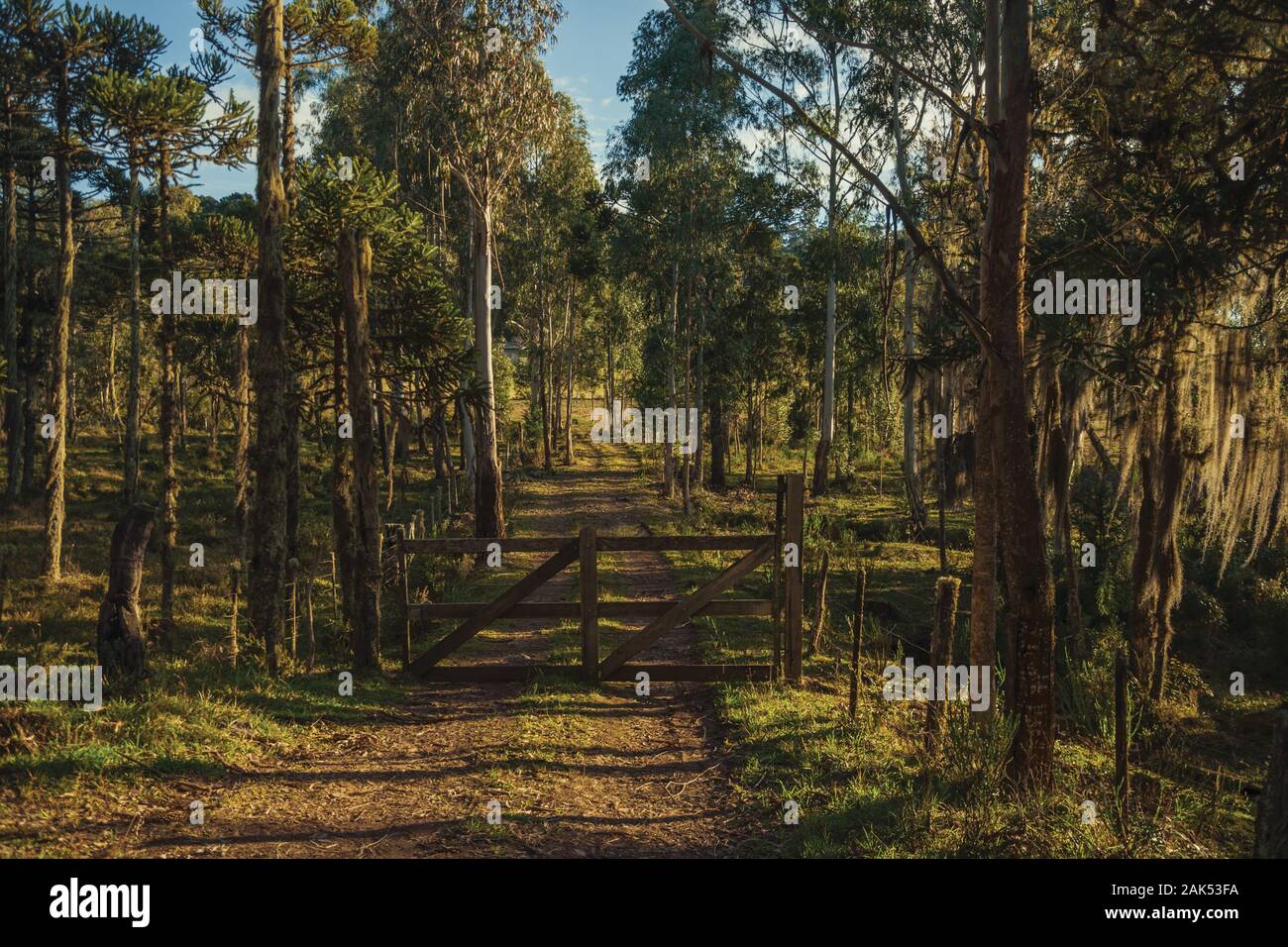 Bäume mit Holz- farm Gate auf Schmutz weg bei Sonnenuntergang in der Nähe von Cambara do Sul. Eine Stadt mit natürlichen Sehenswürdigkeiten im Süden Brasiliens. Stockfoto