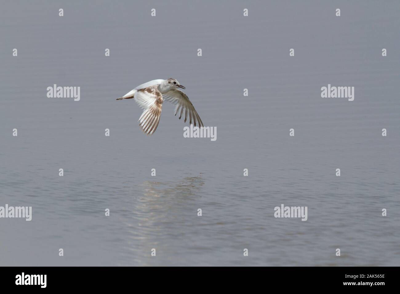 Little Gull - Larus Minutus - 1. Sommer unreif. L 25-28cm. Unsere kleinste Gull. Hat lebhafte, tern - wie das Fliegen. Geschlechter sind ähnlich. Erwachsener im Sommer hat Stockfoto