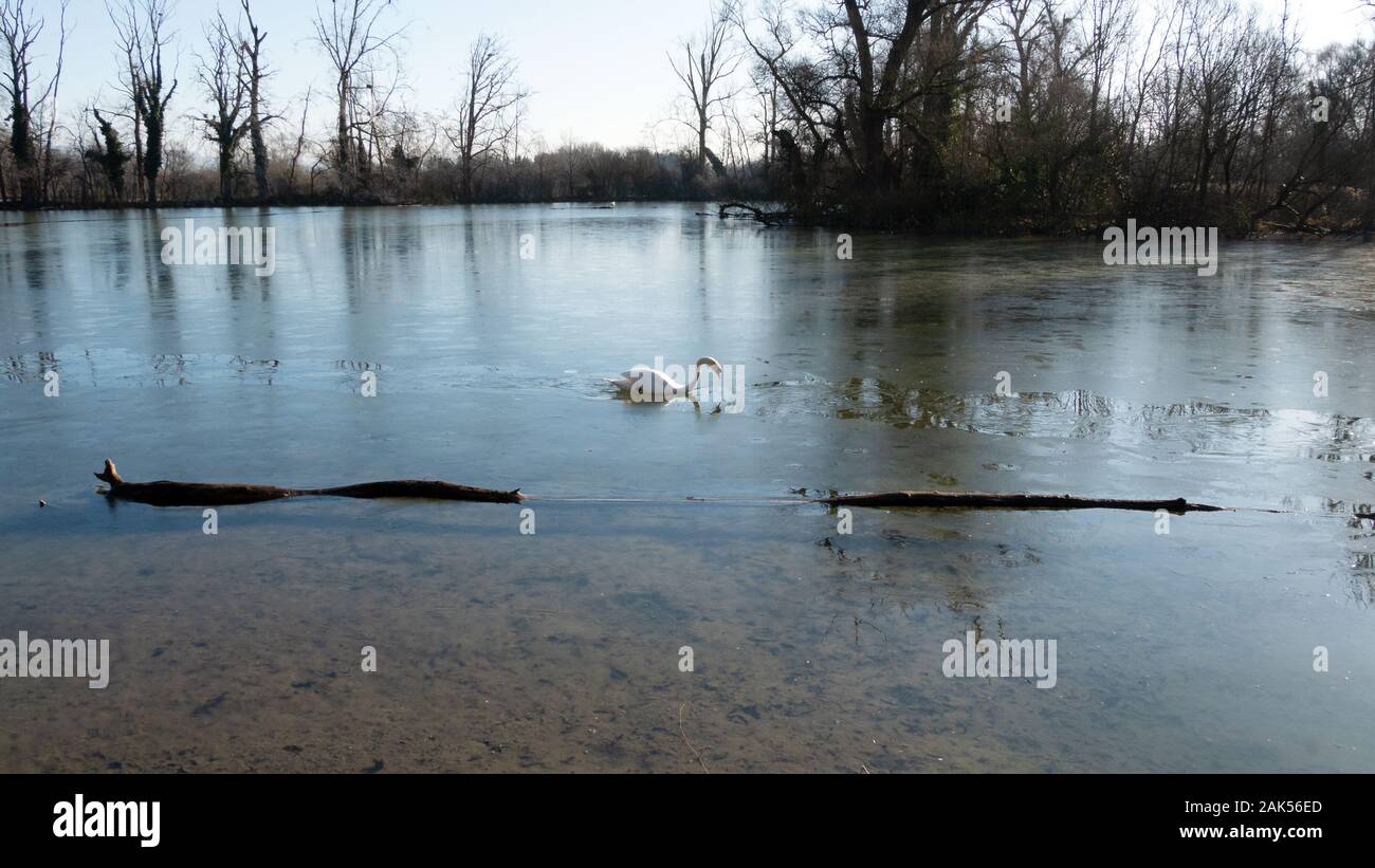 Ein einsamer Schwan in der Mitte der vereisten Teich Stockfoto