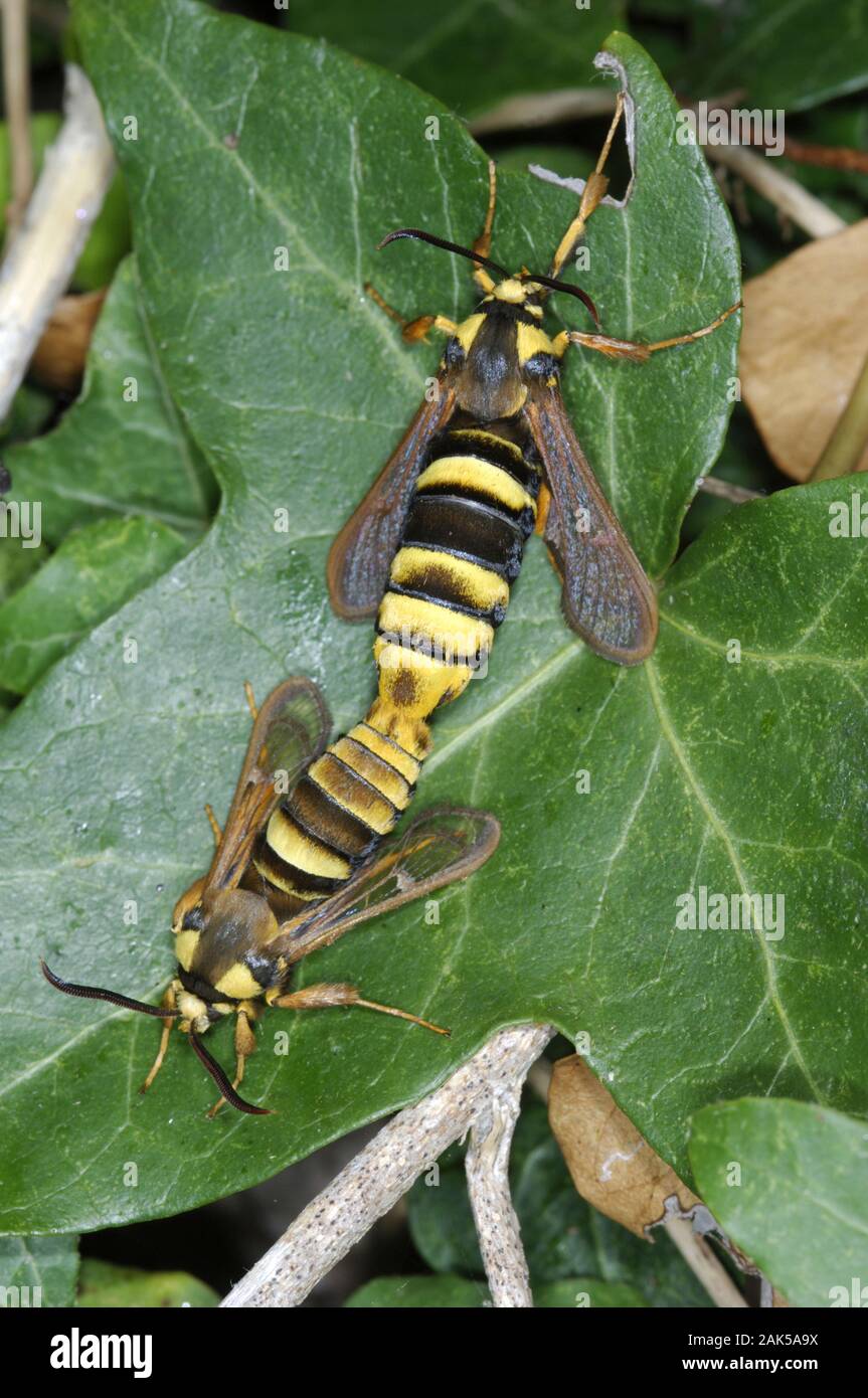 Hornet Moth Sesia apiformis Spannweite von 35-45 mm. Auffallend bunten Tag - fliegen Motten, die passierbar ist eine echte Hornet nachahmen, in Aussehen und Stockfoto