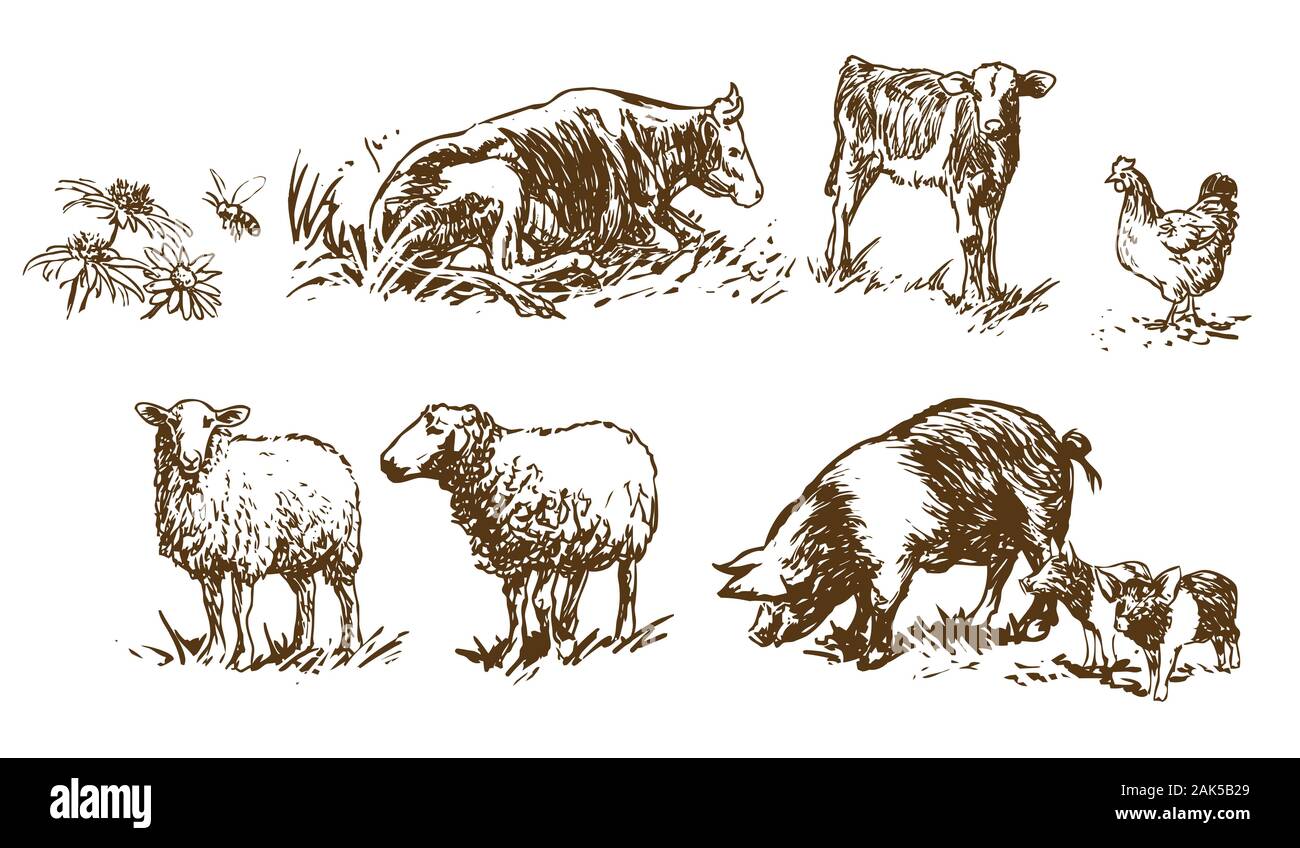 Eingestellt von Nutztieren - handgezeichnete Illustrationen (Vektor) Stock Vektor