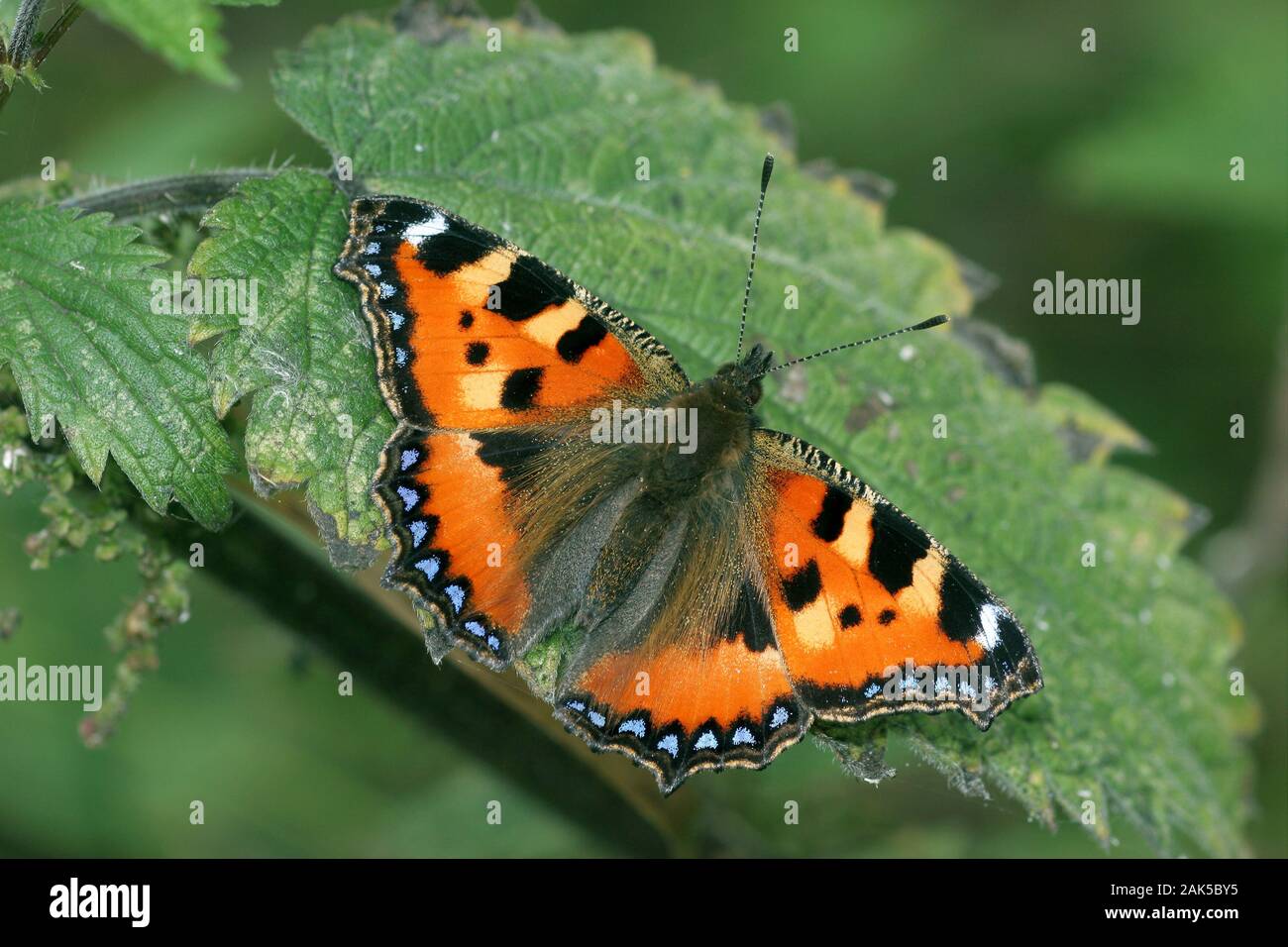 Kleiner Fuchs Nymphalis urticae Spannweite 42 mm. Ein bunter Schmetterling mit Abfällen und Gebieten, in denen die Larven foodplant blüht. Stockfoto