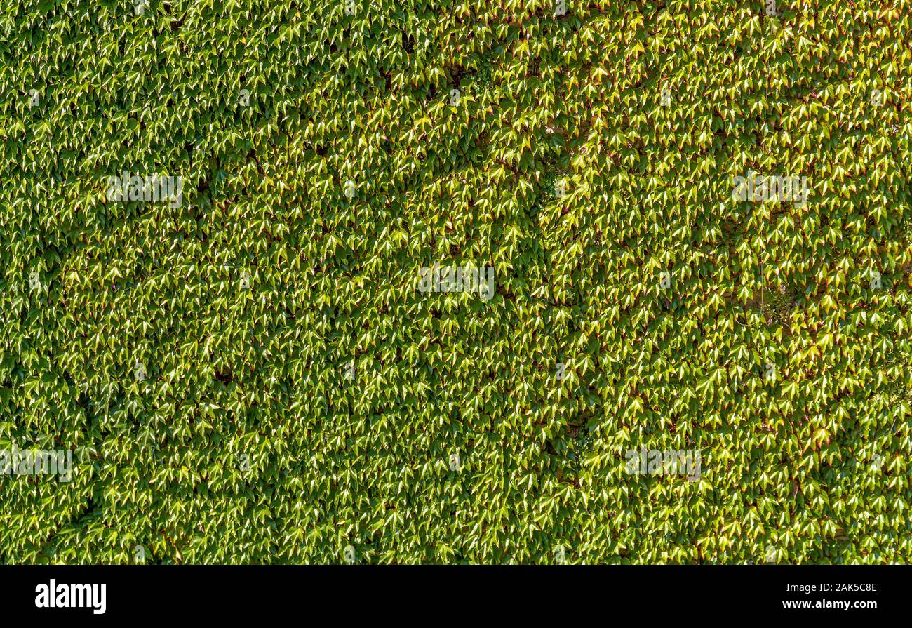 Full Frame sonnig beleuchteten Efeu Blätter Hintergrund Stockfoto