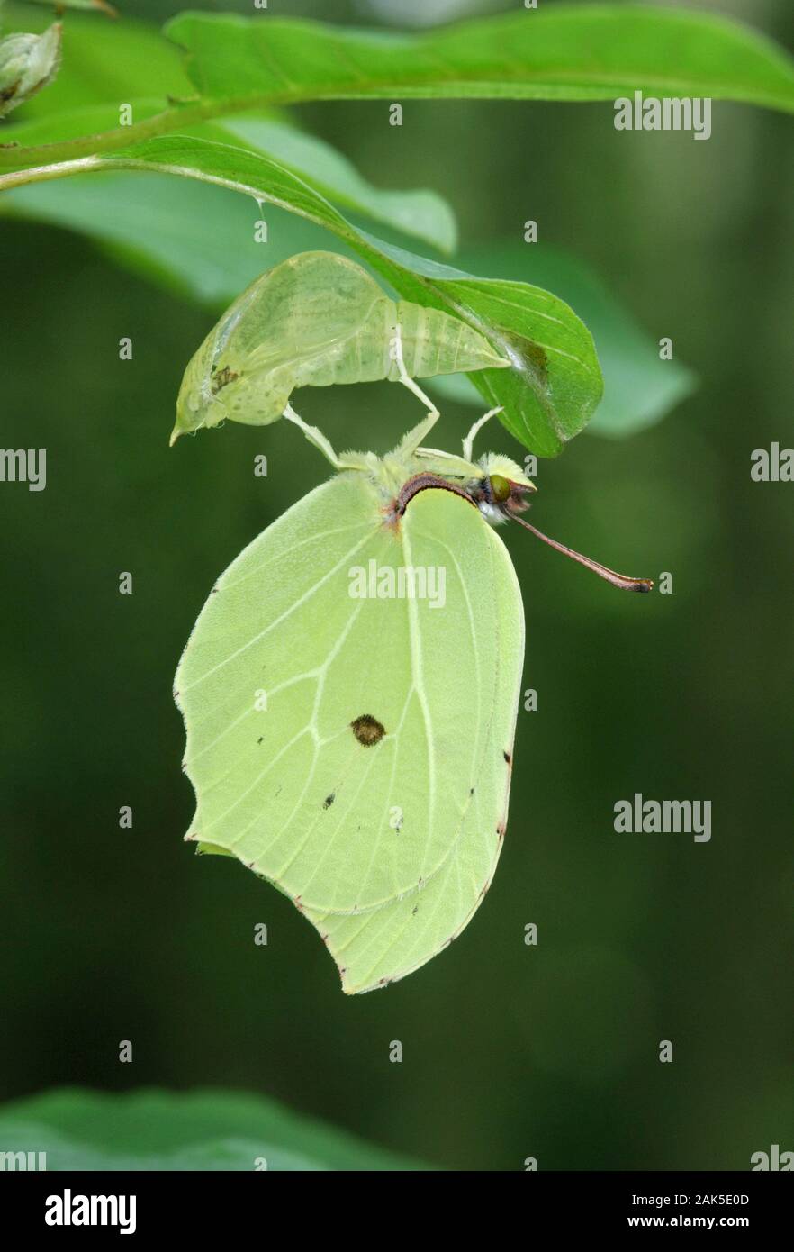 Brimstone Gonepteryx rhamni Spannweite 60 mm. Ein bunter Schmetterling und ein Vorbote des Frühlings. Nach Unterscheidungskraft Wings: Abgerundeten mit Spitzen Stockfoto