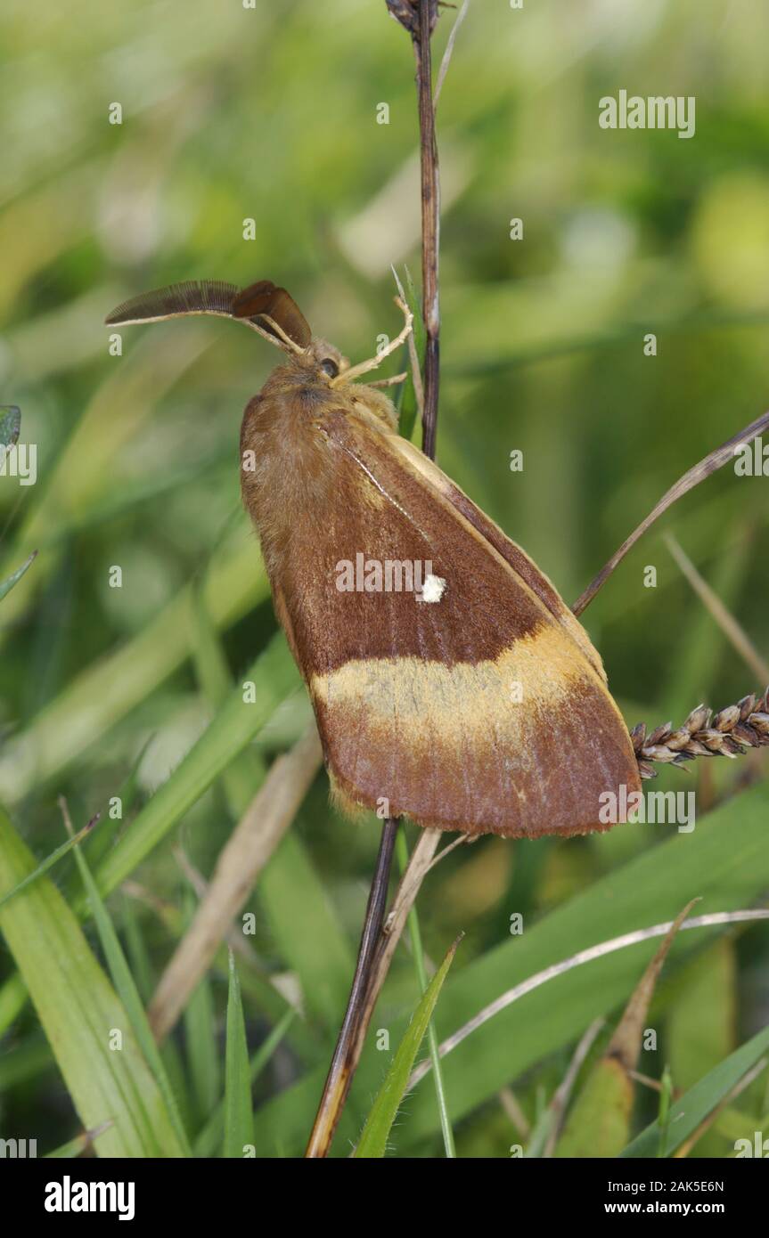 Oak Eggar Lasiocampa quercus Spannweite 45-70 mm. Eine beeindruckende, breit - winged Moth. Männlich ist Tag - Fliegen, größere Weibchen ist nachtaktiv. Erwachsene männliche hat reddis Stockfoto