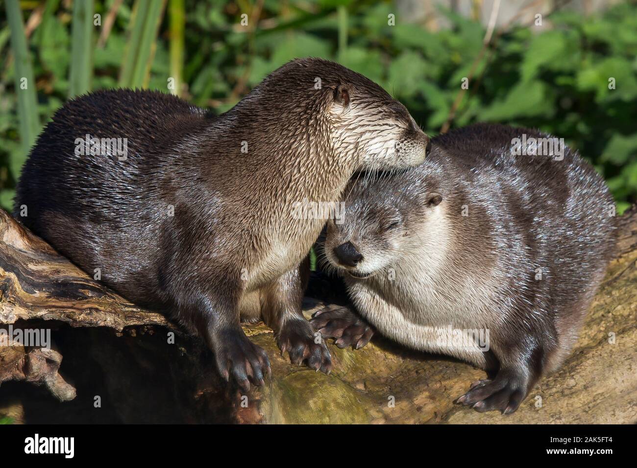 Nahaufnahme der nordamerikanischen Flussotter (Lontra canadensis), die im Freien im WWT Slimbridge Wetland Center UK isoliert sind und sich im Herbst bei Sonnenschein verkleben. Stockfoto