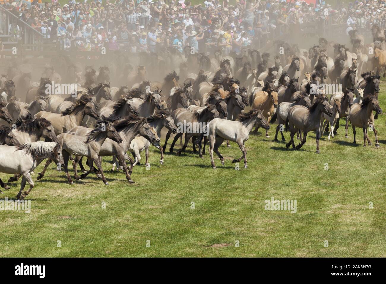 Duelmen: Traditioneller Wildpferdefang im Merfelder Bruch, Beginn der Wildpferde, Münsterland | Verwendung weltweit Stockfoto