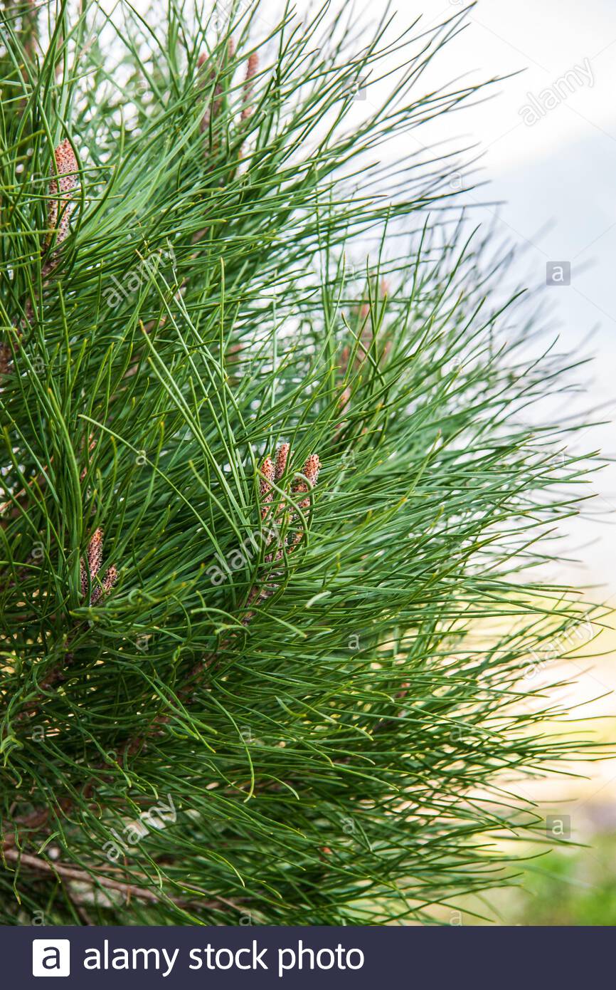 Nahaufnahme Einer Der Zweige Der Tanne Mit Langen Nadeln Fruhling Natur Szene Stockfotografie Alamy