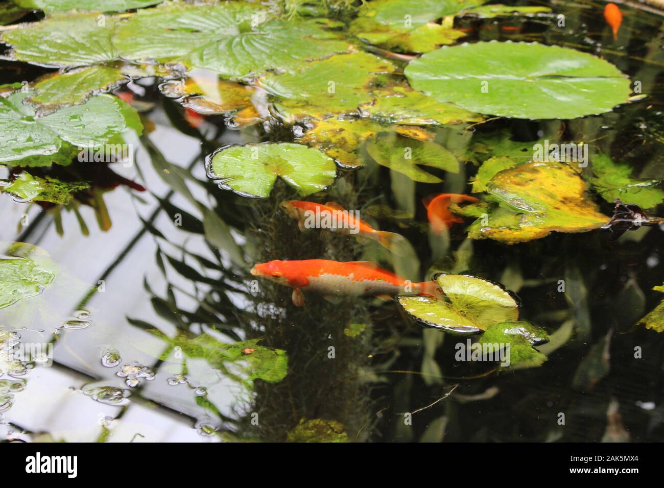 Koi fisch seerose Fotos und Bildmaterial in hoher Auflösung Alamy