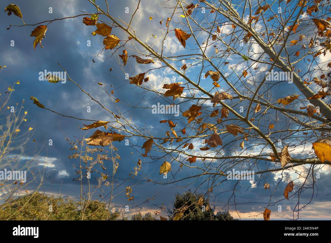 Goldene Herbst Laub im Herbst gelb Ahorn. Stockfoto