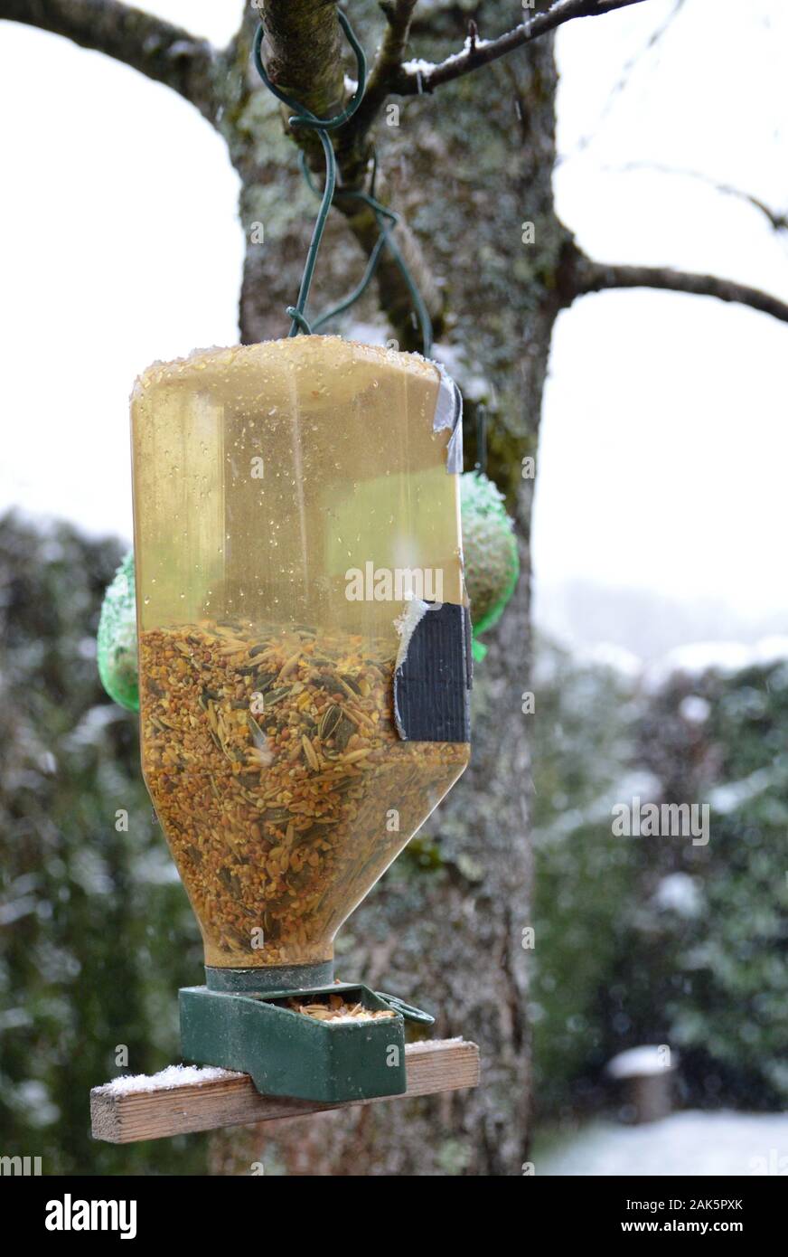 Eine verschneite Bird Feeder, hängen von einem Baum im Garten, im Winter mit Vogelfutter. Der Vogel Samen, für wilde Vögel sind perfekt für die kalte temper Stockfoto