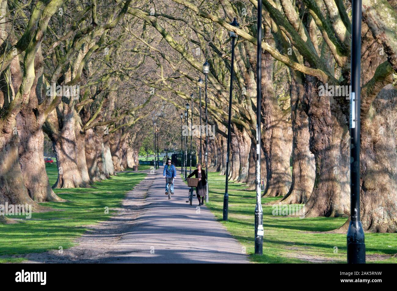 Platanen im Frühjahr Jesus Green Cambridge Stockfoto