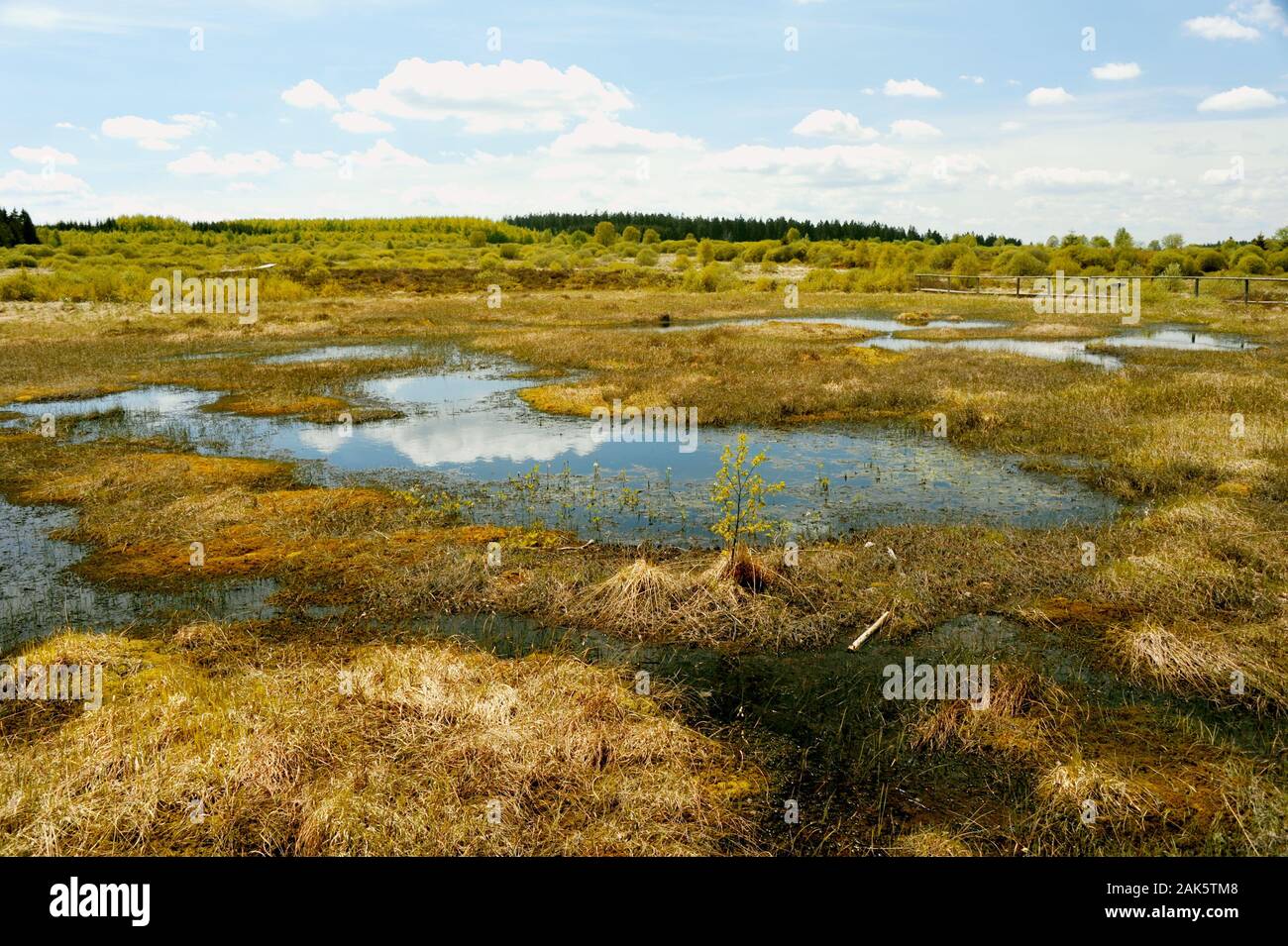 Wanderweg Monschau: Moorlandschaft Brackvenn, Eifel | Verwendung weltweit Stockfoto