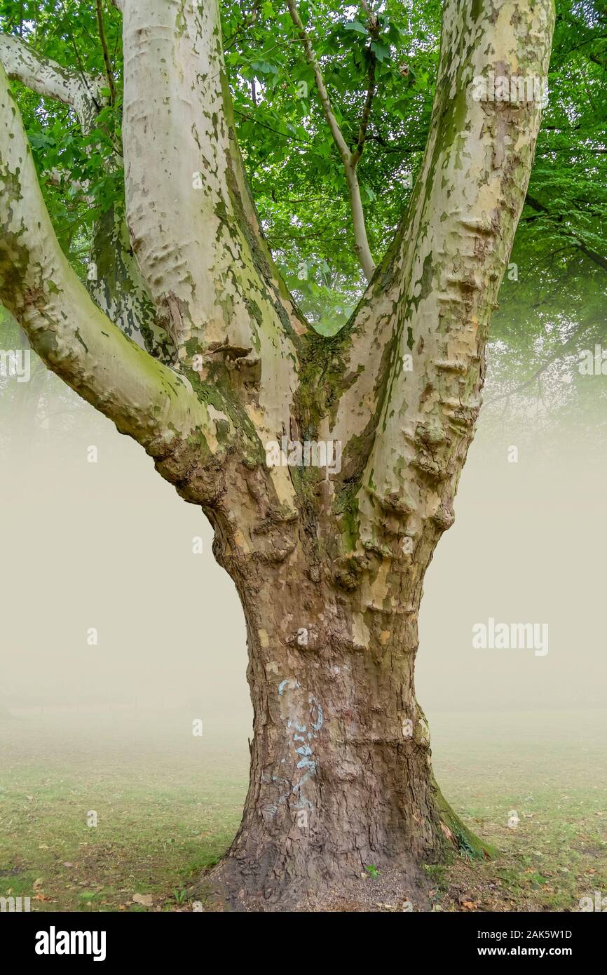 Teil eines großen Baumes Stammzellen in Nebel zurück Stockfoto