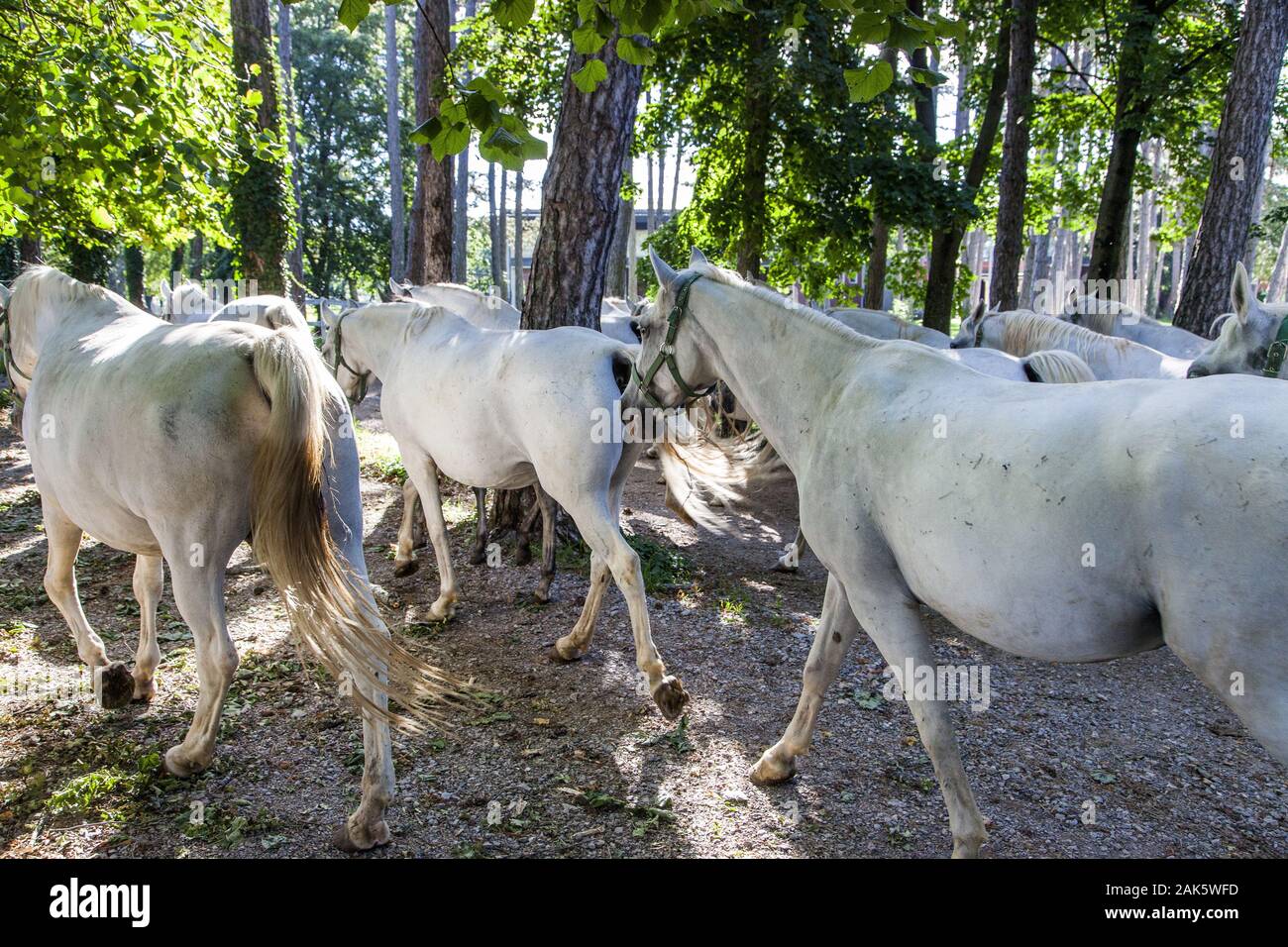 Gestüt Lipica Lippizianer, Lippizianer beim Freilauf, Istrien