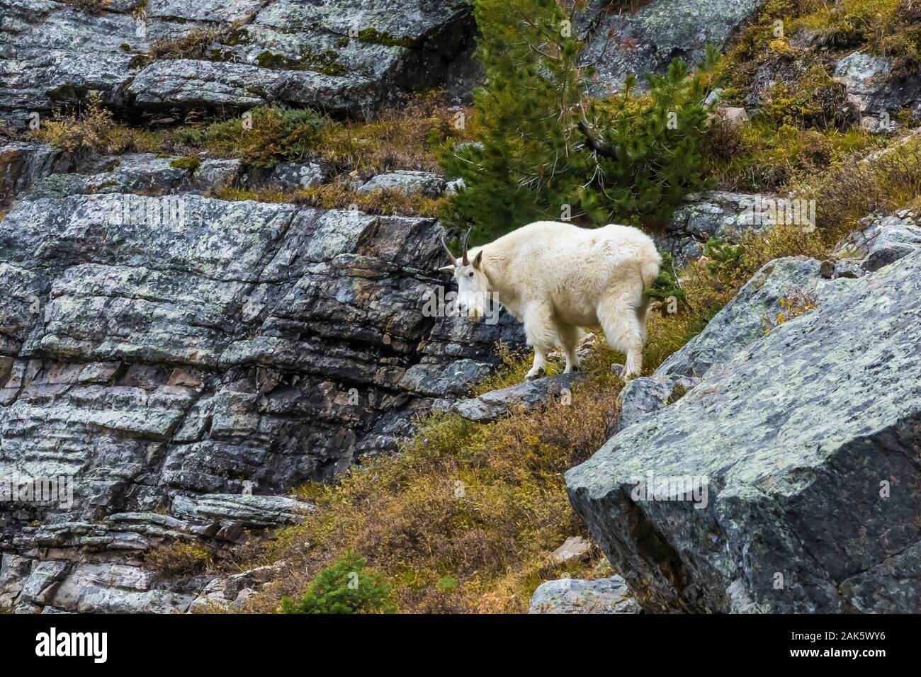 Bergziege, Oreamnos americanus, Kindermädchen und Kid (aus dem Rahmen) im September auf hohen Felsvorsprüngen entlang des Lake Oesa Trail im Yoho National Park, British Stockfoto