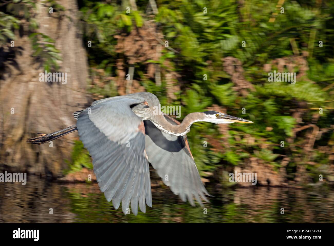 Mexiko, Nayarit, San Blas, La Tovara Nationalpark, Vogelbeobachtung, Great Blue Heron (Ardea herodias) taking flight Stockfoto