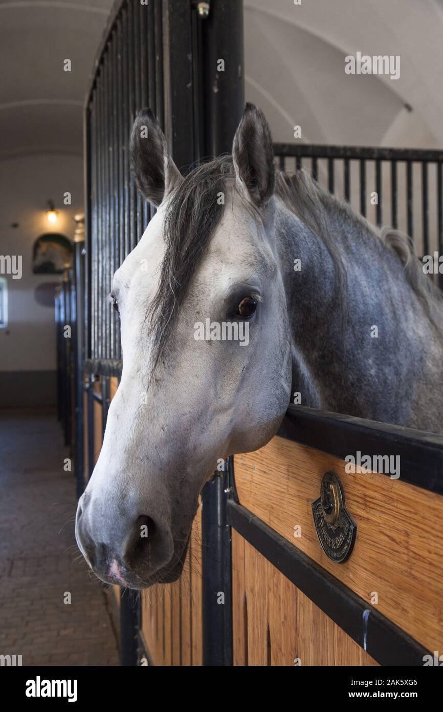 Gestüt Lipica Lippizianer, Istrien Verwendung weltweit