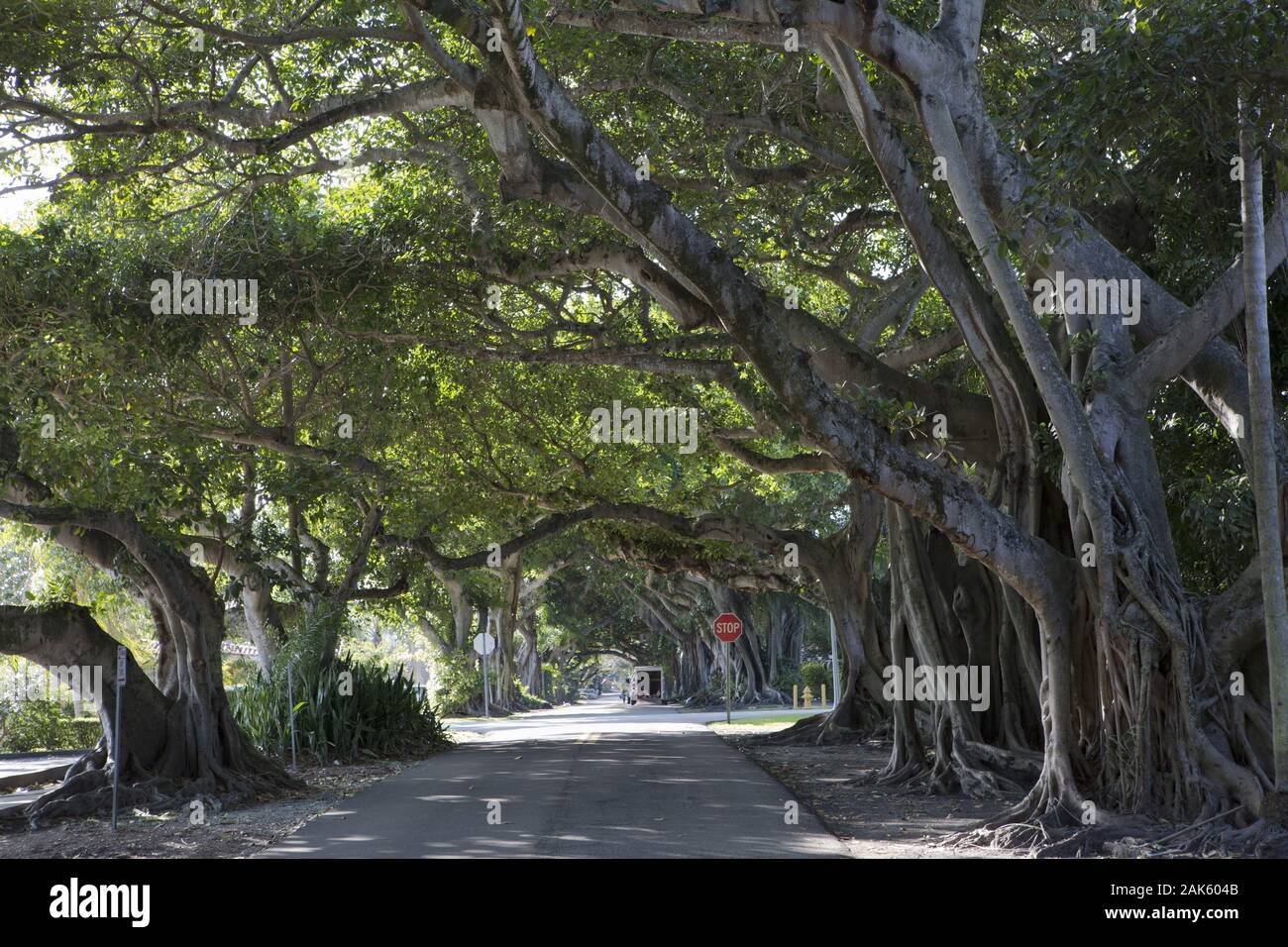 Miami: Allee im Stadtviertel Coral Gables, Florida | Verwendung weltweit Stockfoto