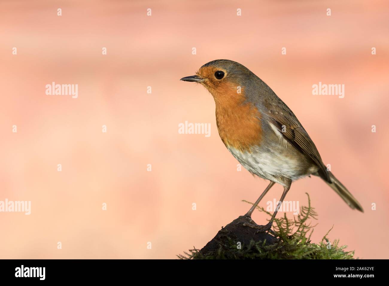 Robin-Portrait Stockfoto