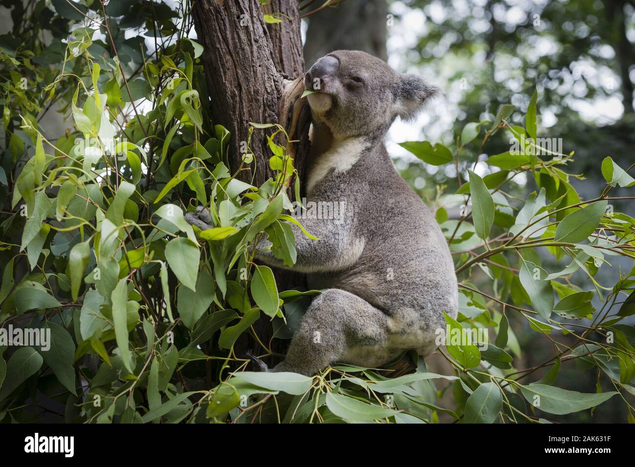Queensland: Lone Pine Koala Sanctuary, Koala im Tierpark bei Brisbane, Australien Osten | Verwendung weltweit Stockfoto