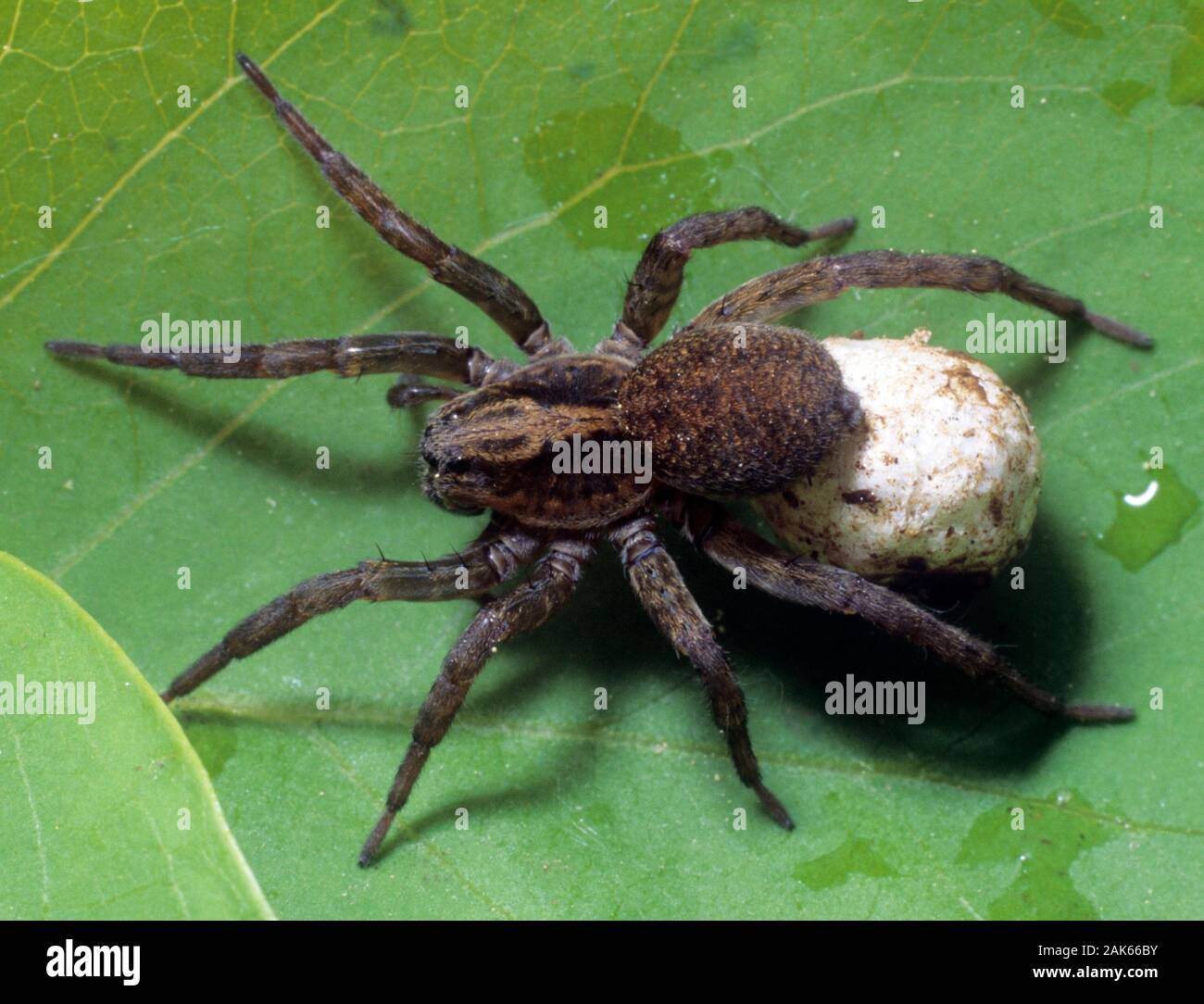 Spinne mit Eiersack Stockfoto