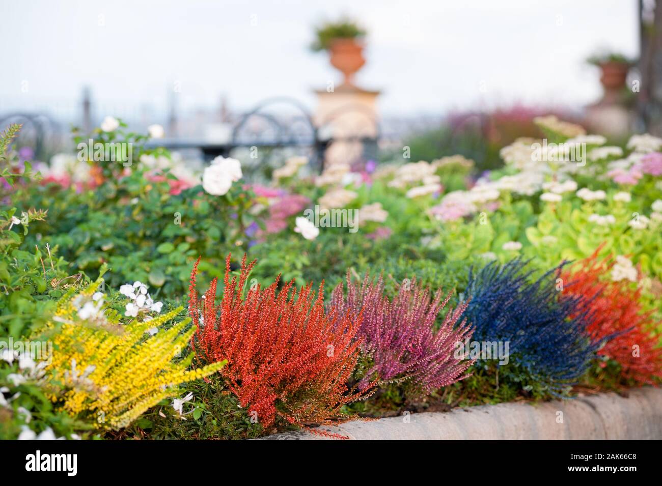 Calluna vulgaris (bekannt als gemeinsame Heather, Leng, oder brugo) ist die einzige Art in der Gattung Calluna in der blühenden Pflanze Familie Ericaceae. Stockfoto
