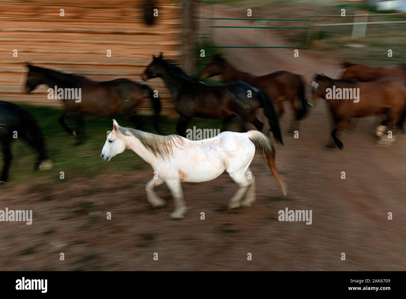 WY 04119-00 ... WYOMING - Pferde laufen auf dem Willow Creek Ranch corral. Stockfoto