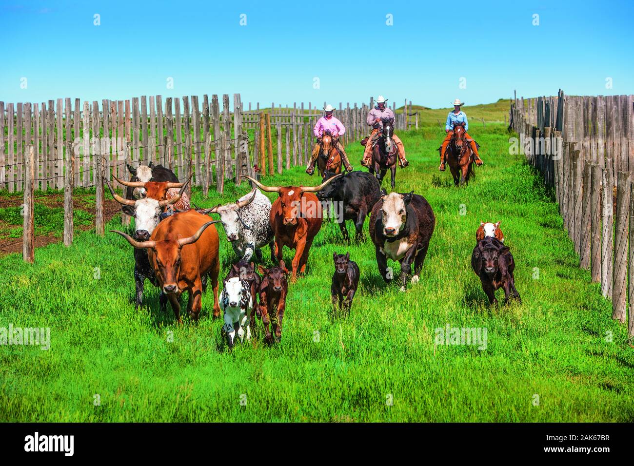 Saskatchewan: Kyle, 'La Reata Ranch' bin Saskatoon River, Touristen helfen bei der taeglichen Farmarbeit, Kanada Westen | Verwendung weltweit Stockfoto