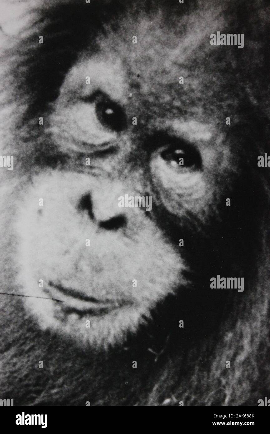 Feine Siebziger Schwarz-Weiß-Extremfotografie eines Schimpansen Stockfoto