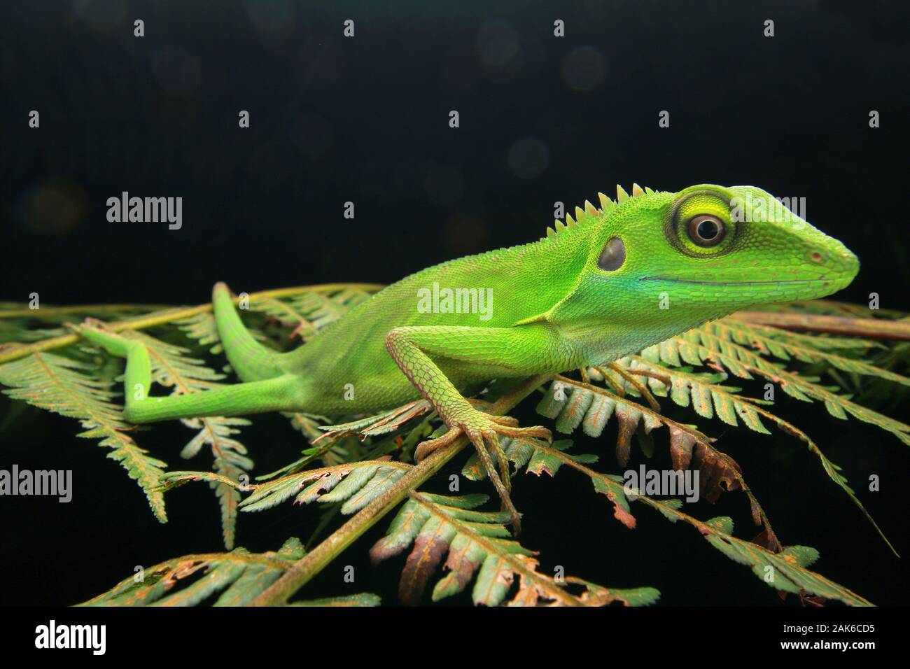 Grün Crested Eidechse, Bronchocela cristatella Stockfoto