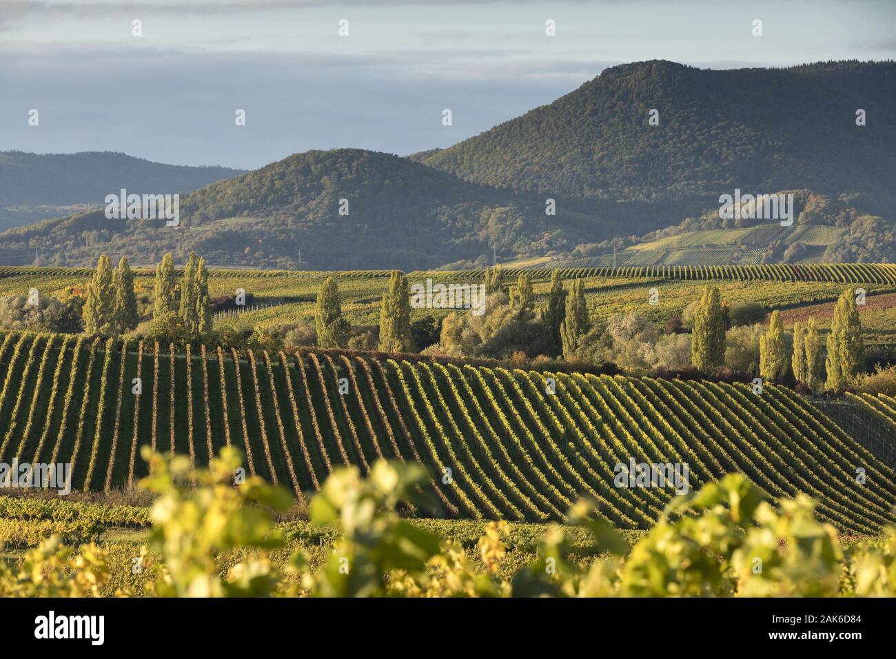 Naturschutzgebiet Kleine Kalmit: Blick von der Kleinen Kalmit Ilbesheim bei ueber die Weinberge Richtung Pfälzer Wald, Pfalz | Verwendung weltweit Stockfoto