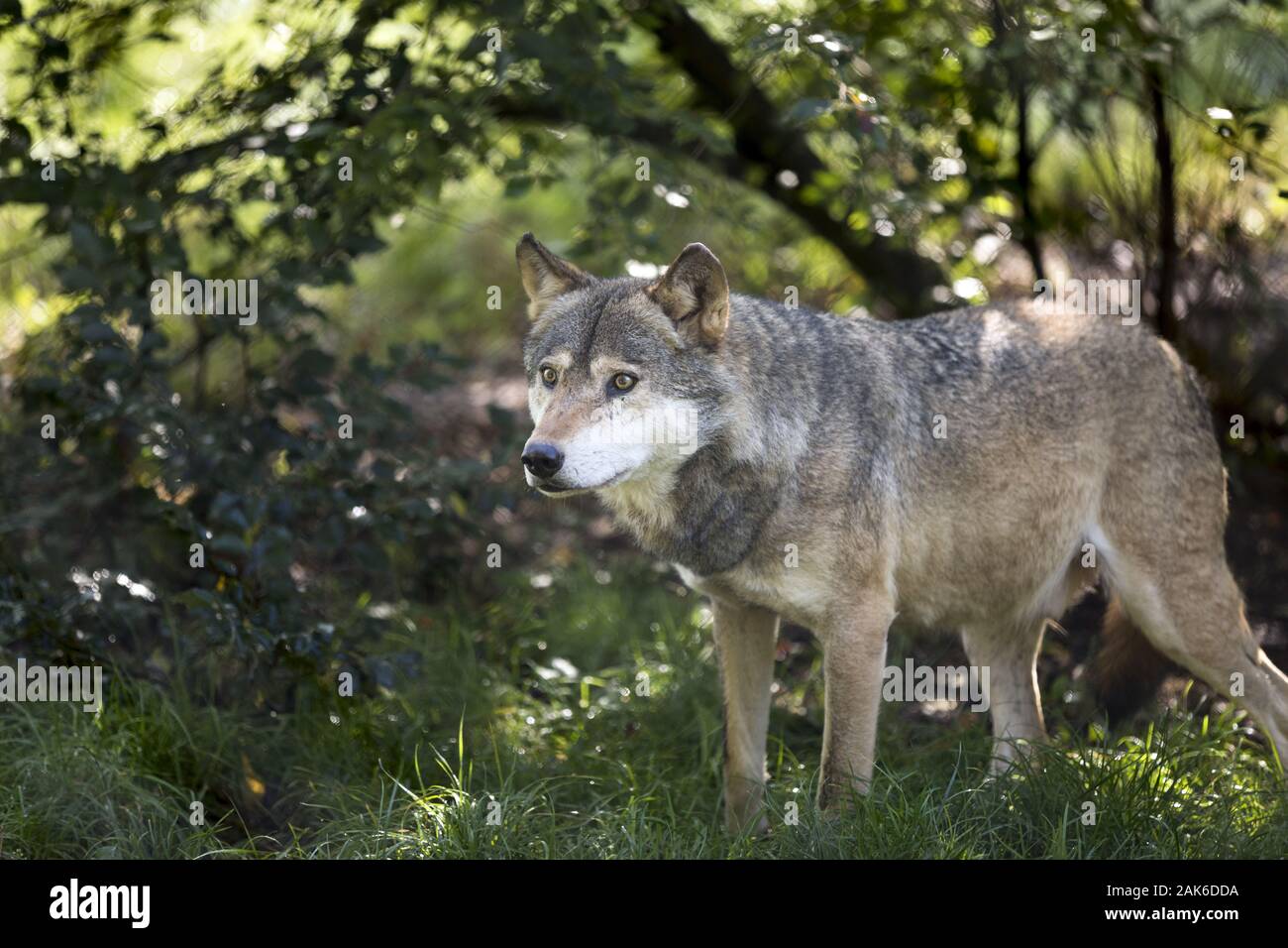 In Silz: Wolf im Wild- und Wanderpark Suedliche Weinstrasse, Pfalz | Verwendung weltweit Stockfoto