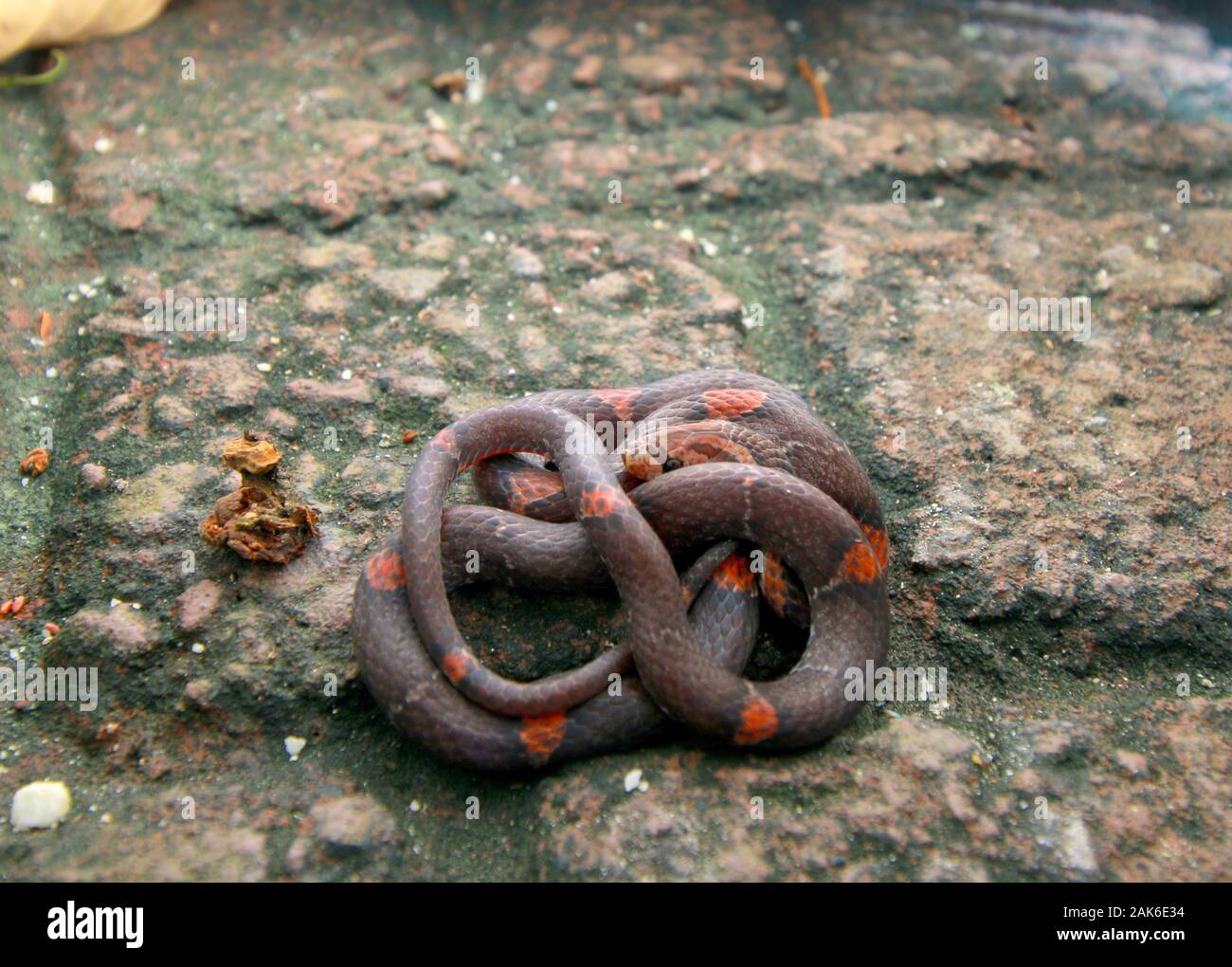 Oligodon signatus ist eine Schlange aus der familie der kukri-fangierten. Stockfoto