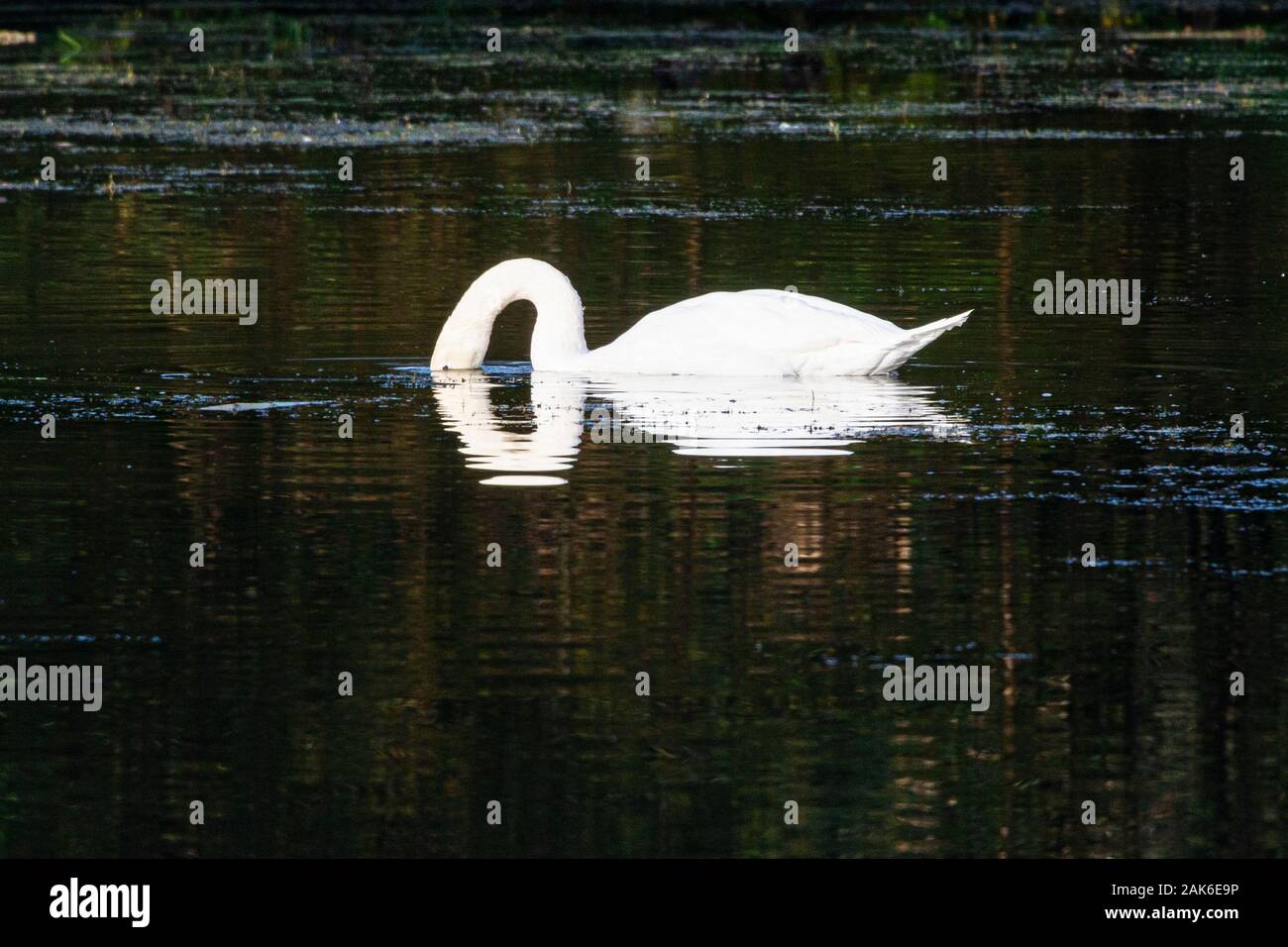 Ein stummer Schwan (Cygnus olor) mit dem Kopf im Wasser Stockfoto