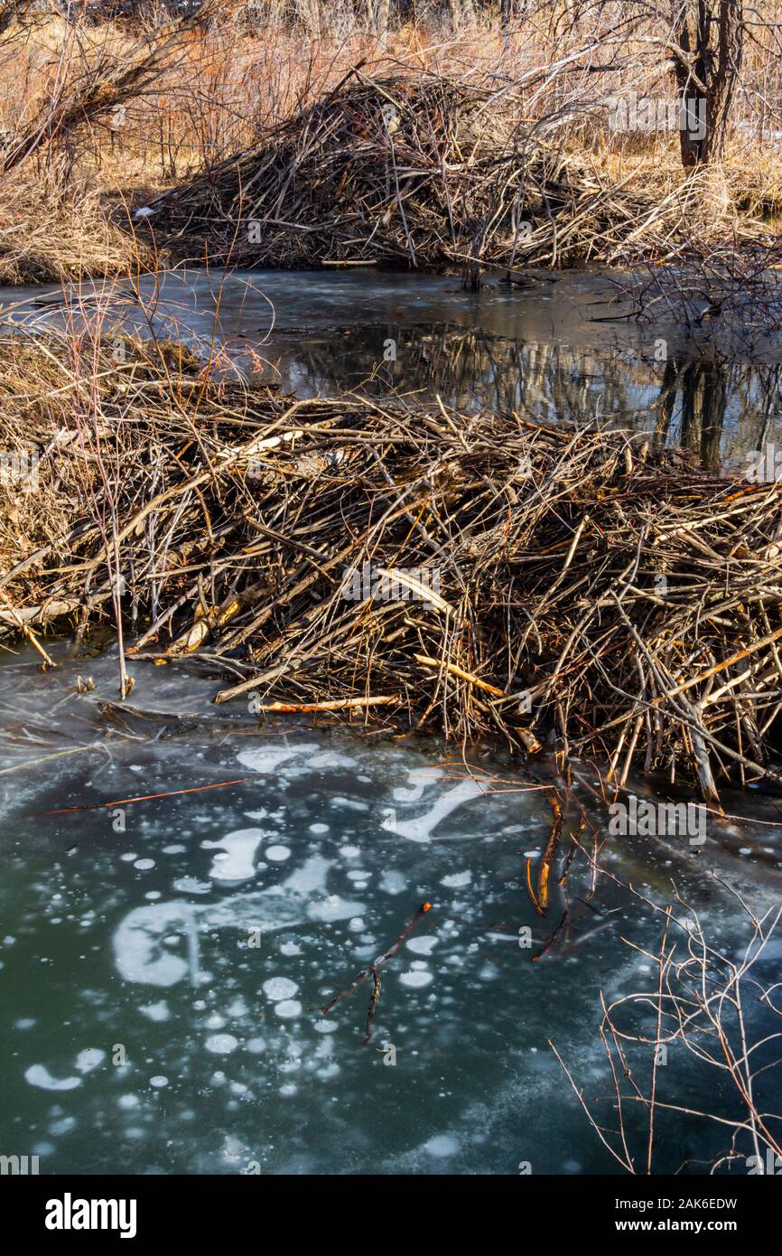 Aktive American Beaver Lodge mit Beaver Dam im Vordergrund. Gefrorene Seifenblasen von Biber Aktivität ausatmen unter Wasser verursacht. Castle Rock Colorado USA. Stockfoto