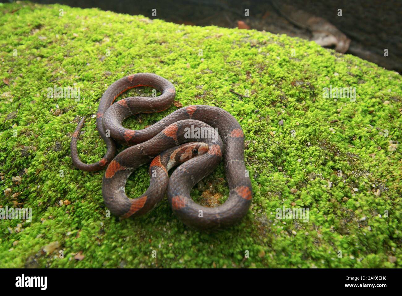 Oligodon signatus ist eine Schlange aus der familie der kukri-fangierten. Stockfoto