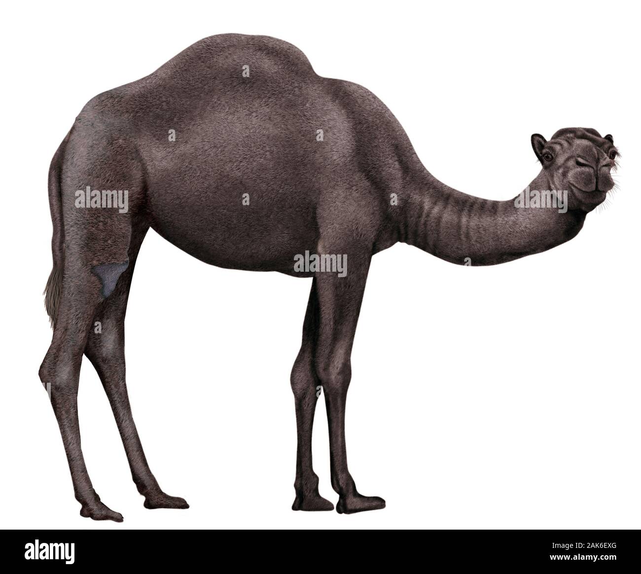 Kamel realistische Abbildung Stockfoto