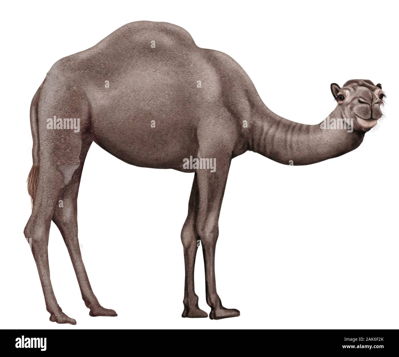 Kamel realistische Abbildung Stockfoto