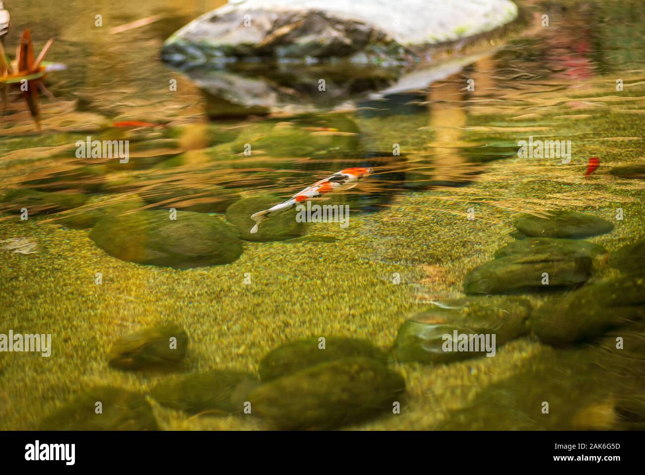 Anzeigen von koi Fischen in einem Teich im Innenbereich. Stockfoto