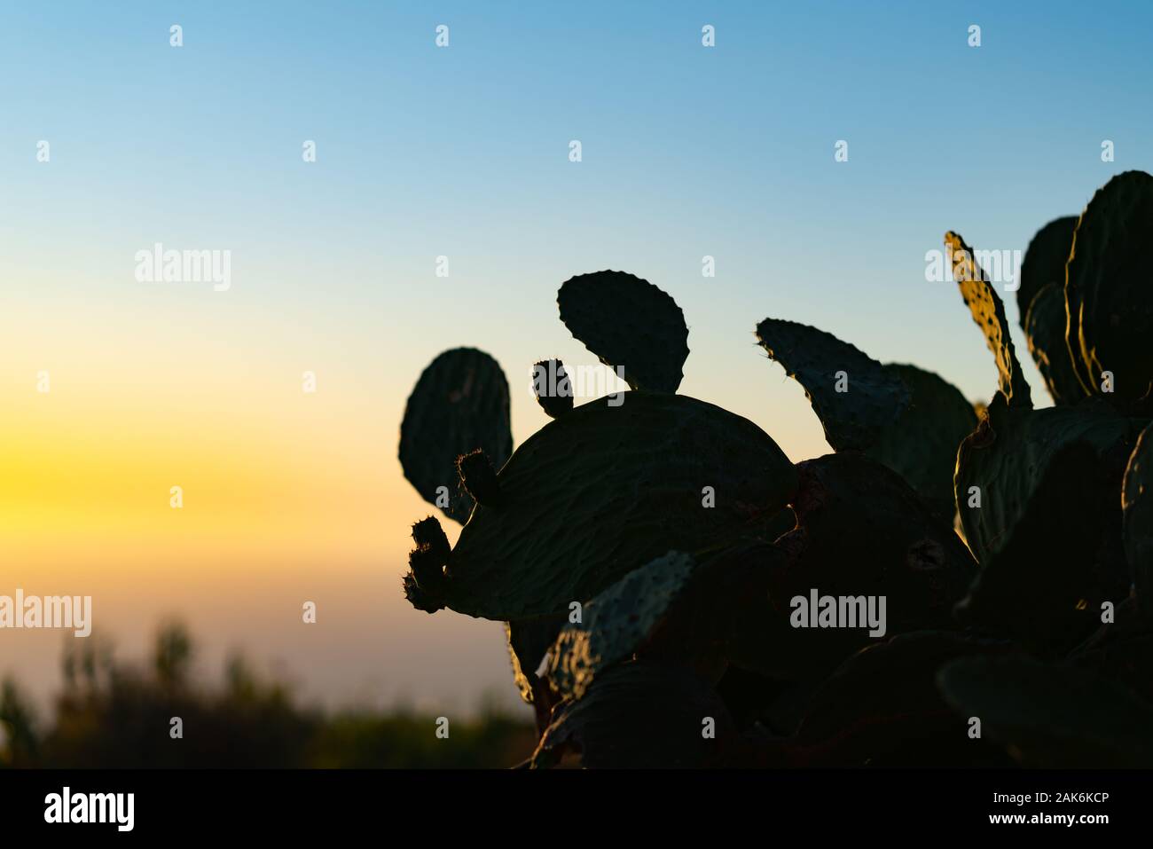 Energie der aufgehenden Sonne Backlights und Silhouetten wild Feigenkakteen Anlage gegen Himmel. Stockfoto