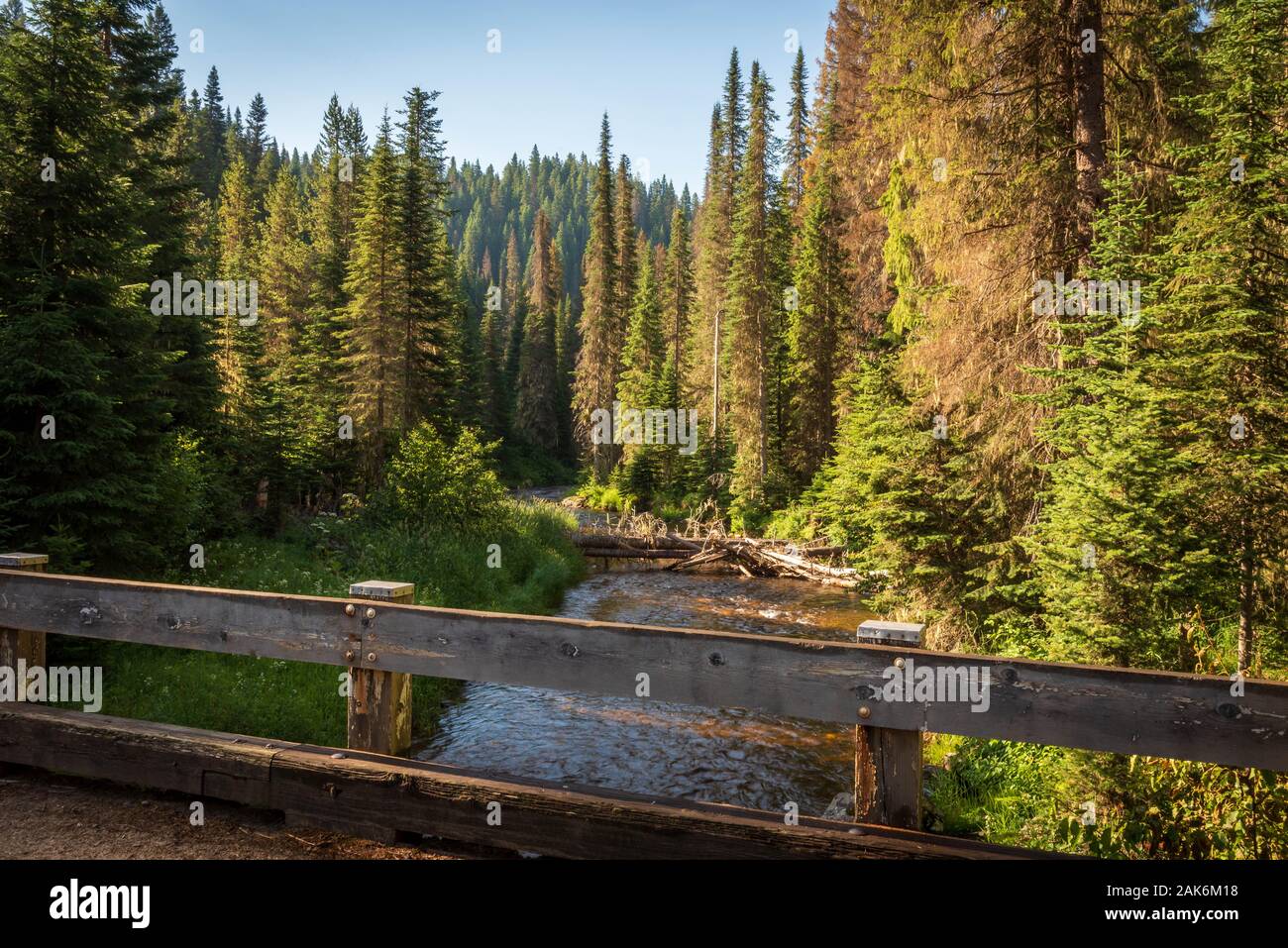 Wild Mountain fly fishing Fluss fließt durch eine dichte, grüne, Wald bei Sonnenaufgang im nördlichen Idaho Kiefer. Eine Ansicht von einer hölzernen Brücke. Stockfoto
