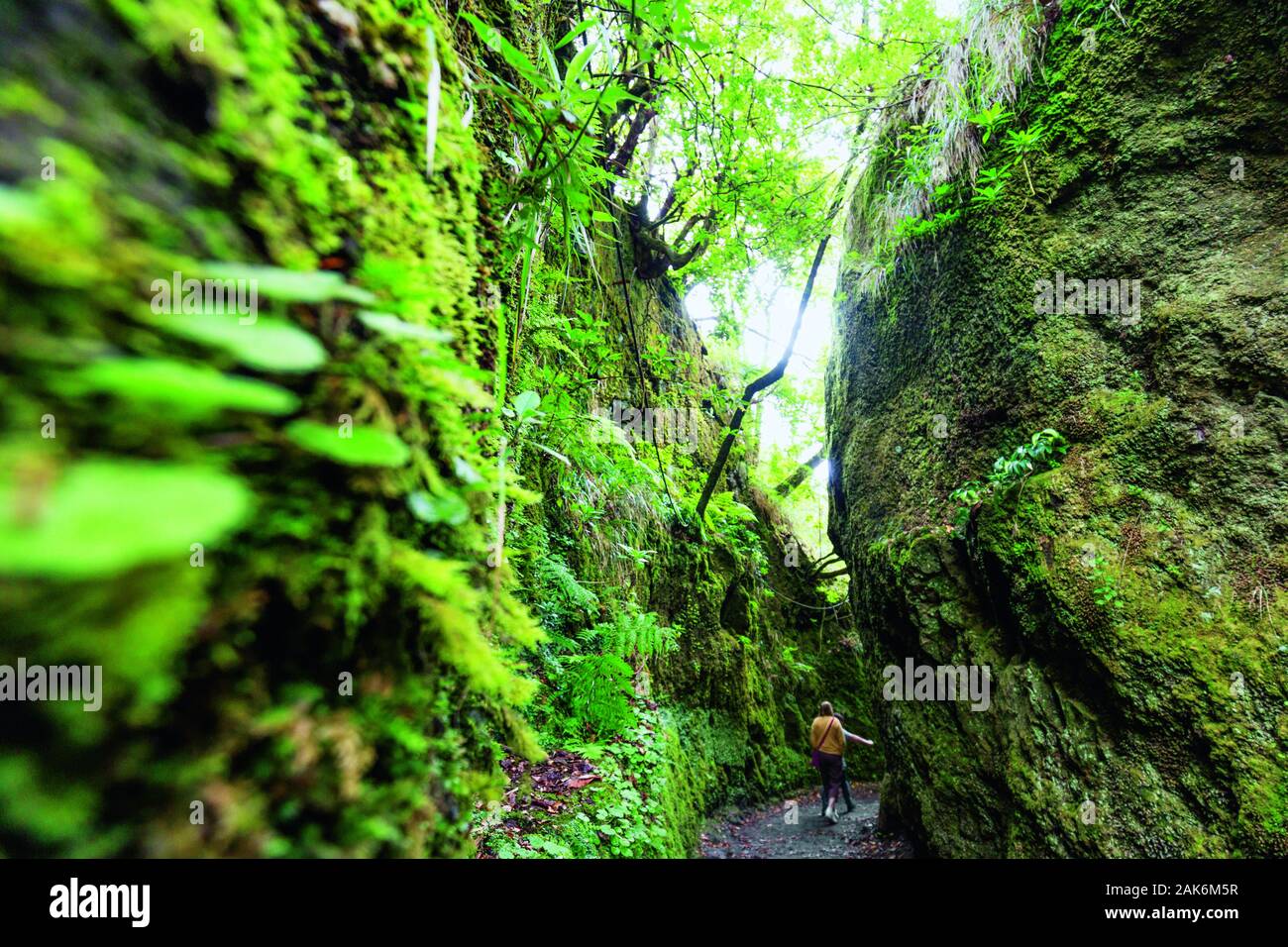 Ribeiro Frio: Parque Florestal Do Ribeiro Frio (Lorbeerwald), Madeira | Verwendung weltweit Stockfoto