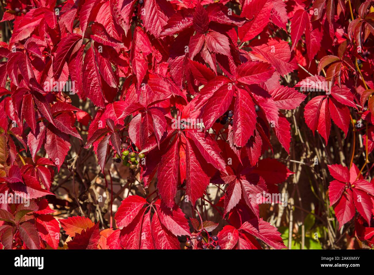 Rote Blätter der Maiden 5-blätterte Traube (Parthenocíssus kinguefolia) Closeup auf einem sonnigen Oktober Tag Stockfoto