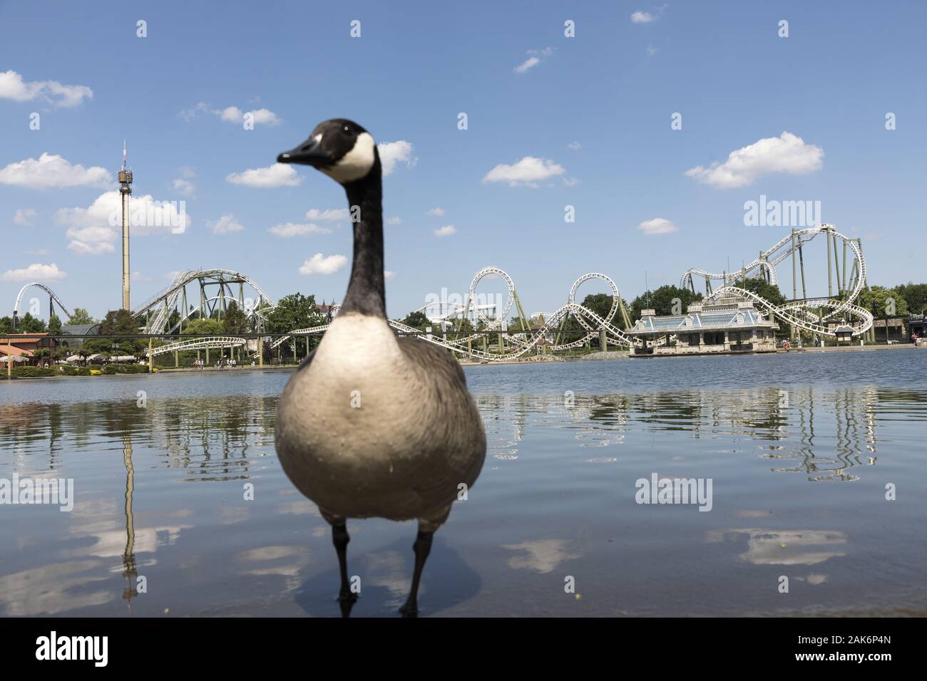 Soltau: Ente im Freizeit- und Themenpark "Heide Park Resort', Lueneburger Heide | Verwendung weltweit Stockfoto