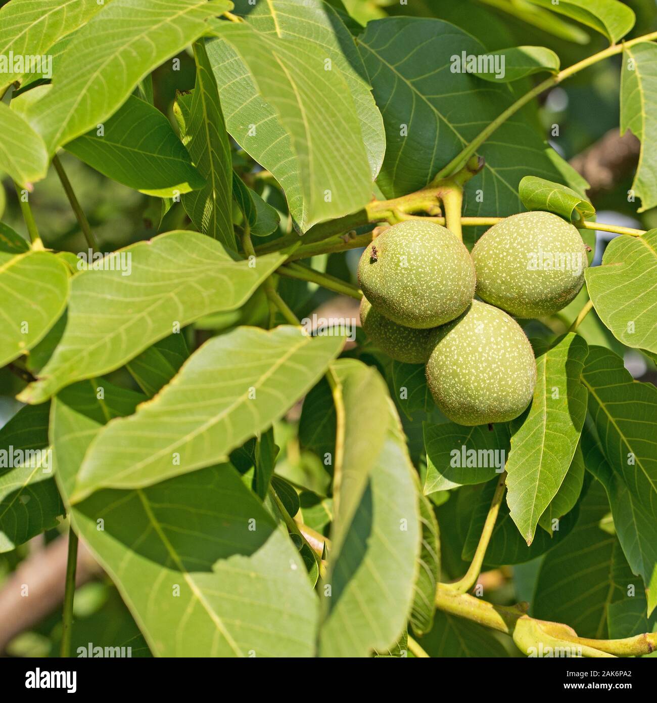 Walnüsse immer noch auf dem Baum unreifen Stockfoto