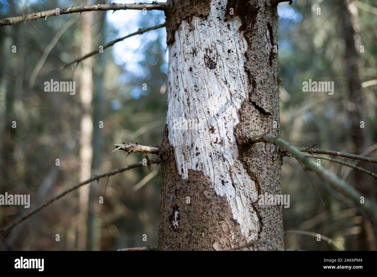 Kranke Baum in Mitteleuropa durch Borkenkäfer angegriffen. Stockfoto