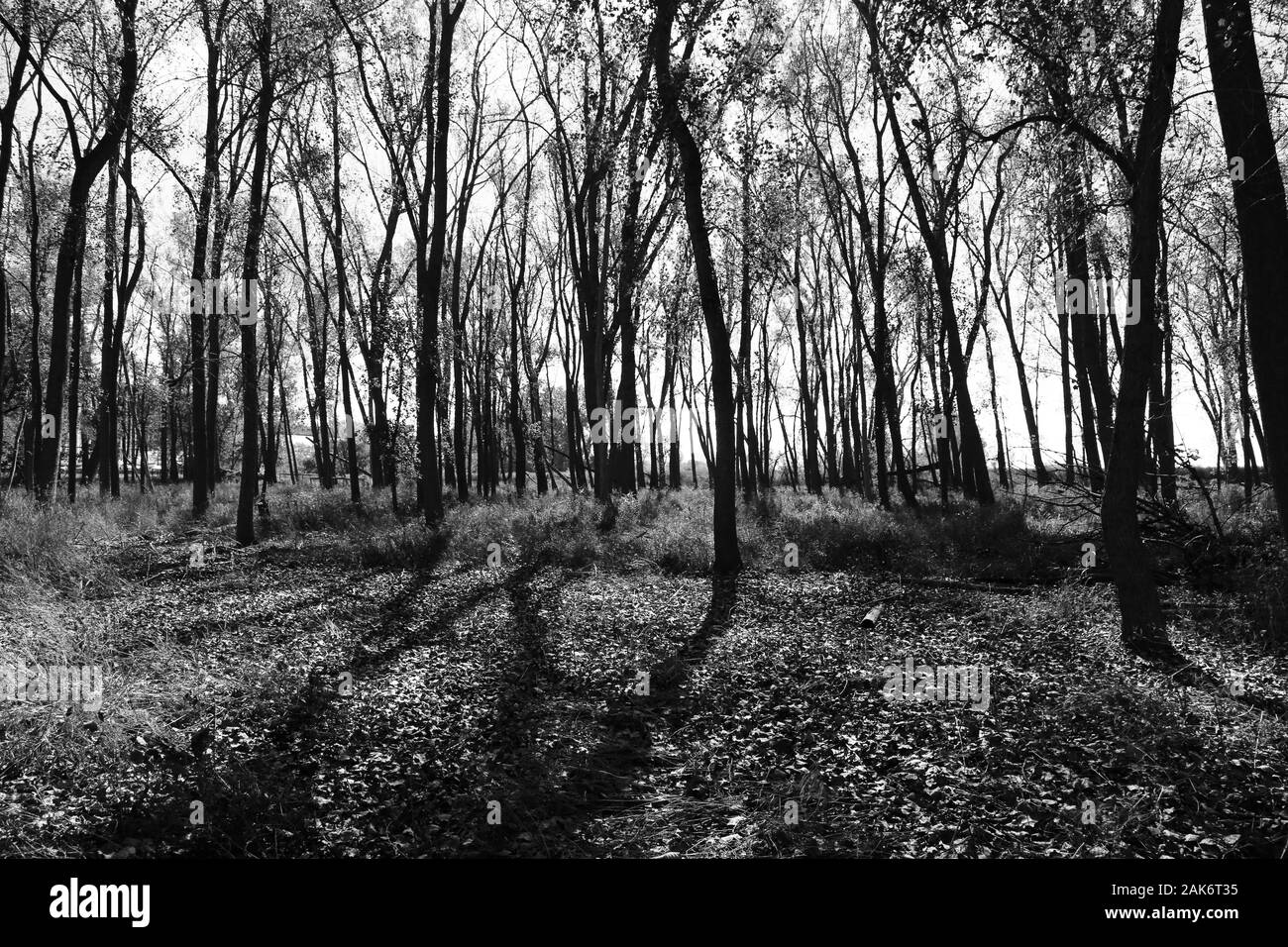 Dies ist eine bewaldete Fläche von Zeiten Beach Nature Preserve in Buffalo NY Stockfoto