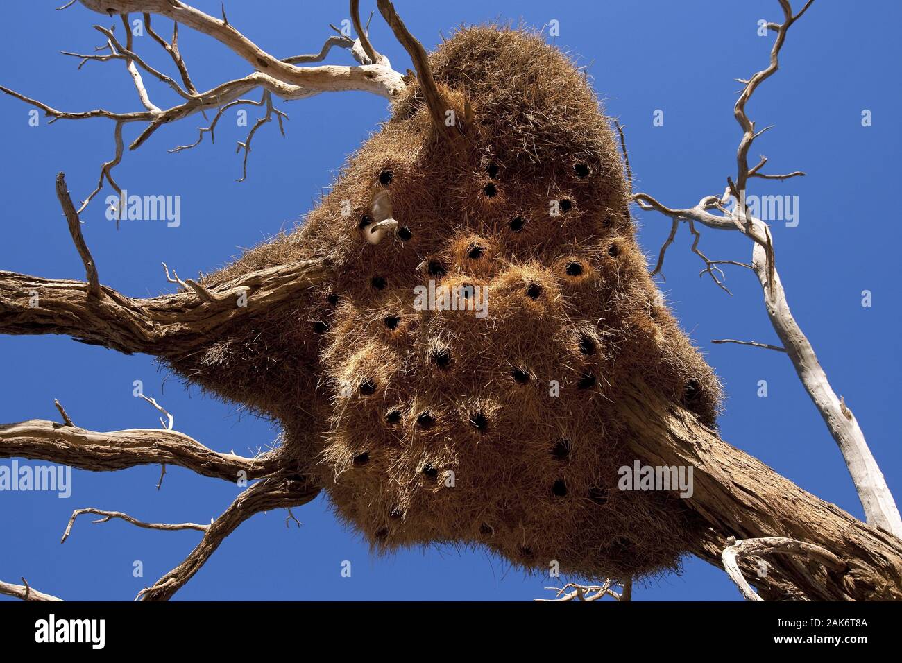Sossusvlei: Nest von Webervoegeln in der Naehe der Lodge "Little Kulala" in der Namib-Wueste, Namibia | Verwendung weltweit Stockfoto