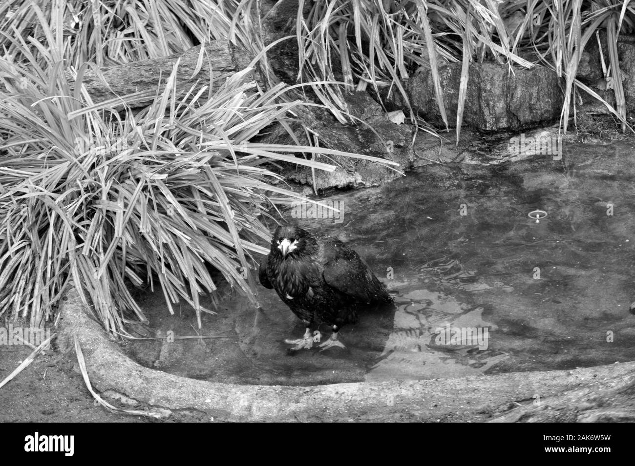Tiere, Tiere und Landschaften im Zoo Frankfurt am Main Deutschland Stockfoto